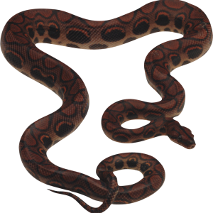 Snake PNG image picture download free