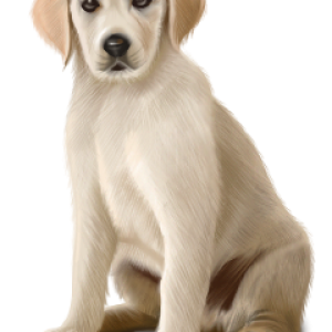 Labrador Retriever PNG