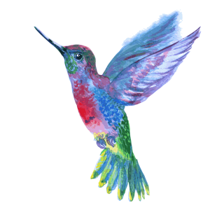 Hummingbird PNG