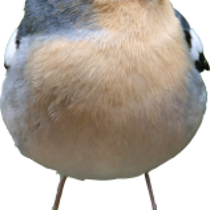 Bird PNG
