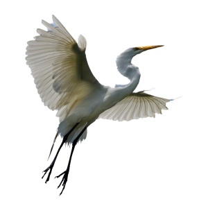 Heron PNG