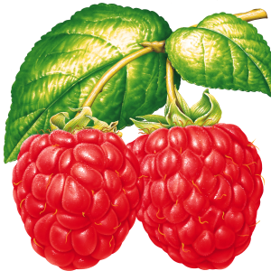 Rraspberry PNG image
