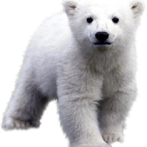 Polar white bear PNG