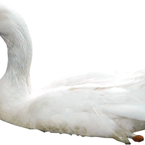 Swan PNG