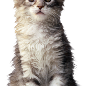 Cat PNG