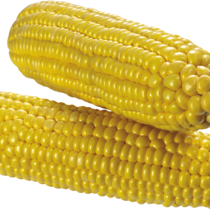 Corn PNG image
