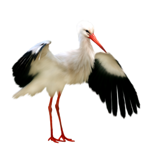 Stork PNG