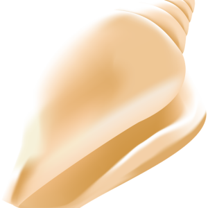 Seashell PNG