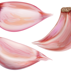Garlic PNG