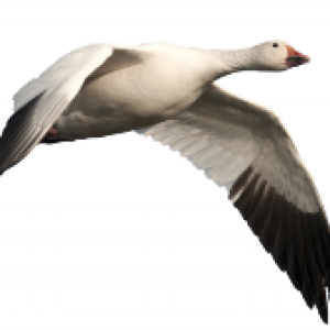Goose PNG