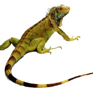 Iguana PNG