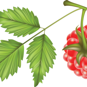 Rraspberry PNG image