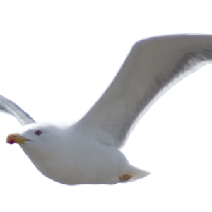 Bird PNG