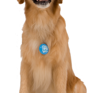 dog PNG image