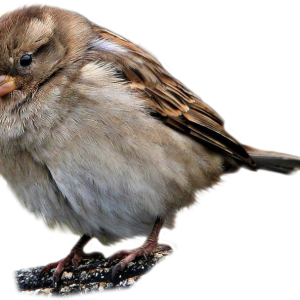 Sparrow PNG