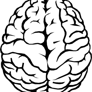 Brain PNG