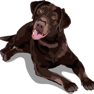 Labrador Retriever PNG