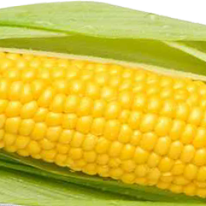 Corn PNG image