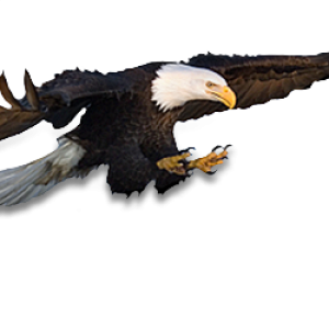 Eagle PNG image, free download