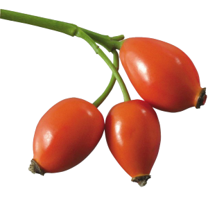 Rose hip PNG