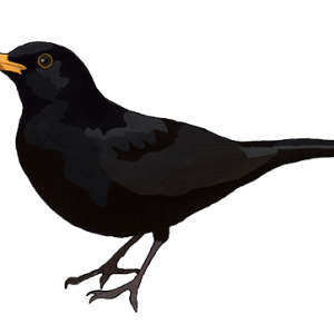Bird PNG