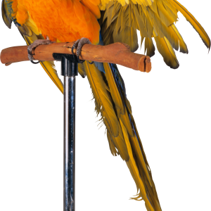 Parrot PNG image