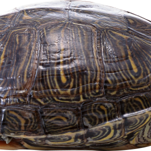 Turtle PNG