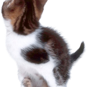 cat png image, free download picture, kitten