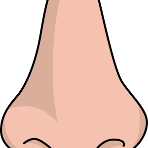 Human nose PNG