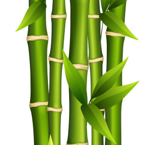 Bamboo PNG