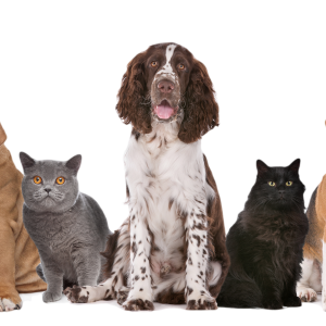 Dog PNG
