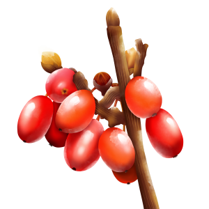 Berberis PNG
