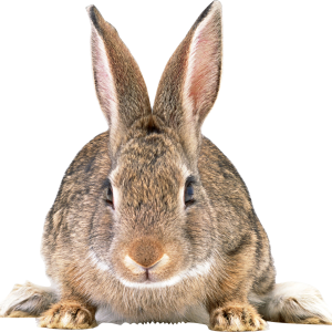 Gray rabbit PNG image