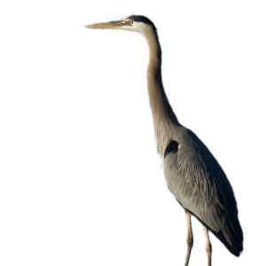 Heron PNG