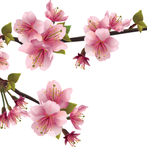 Sakura PNG