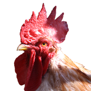 Cock PNG