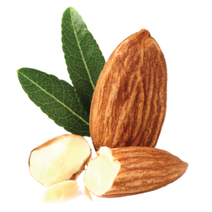 Almond PNG
