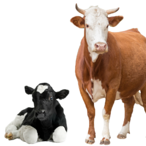 cow PNG