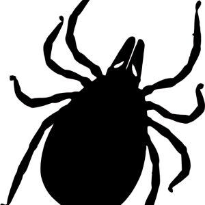Tick insect PNG