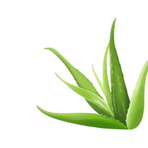 Aloe vera PNG