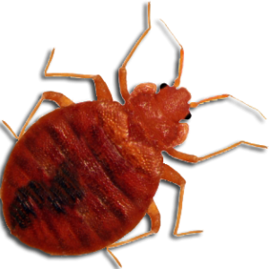 Bed bug PNG