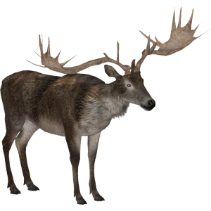 Moose, elk PNG