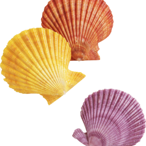 Seashell PNG
