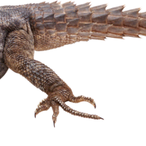 Gecko PNG