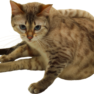 Cat PNG