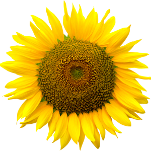 Sunflower PNG