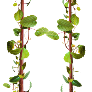 Swing PNG