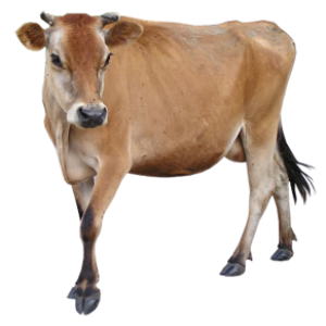 cow PNG