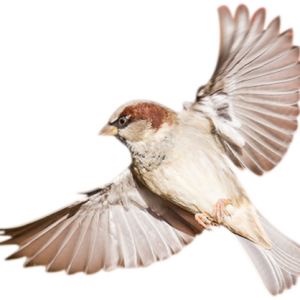 Bird PNG