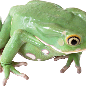 frog PNG image